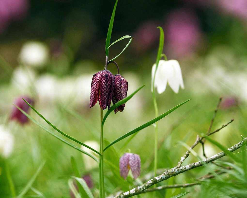snake's head fritillary Fritillaria meleagris at Cotehele