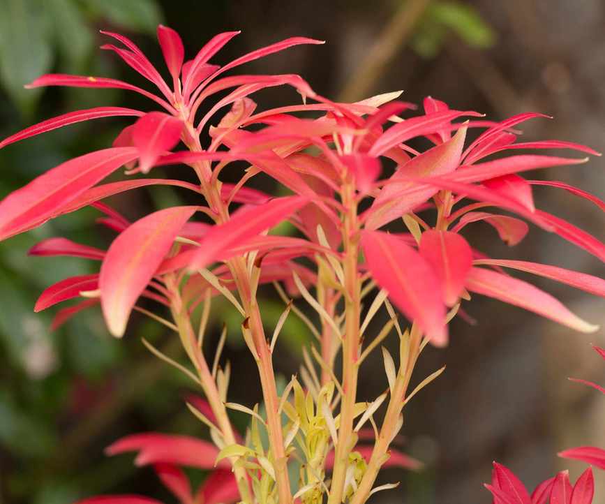 pieris developing red growth in garden