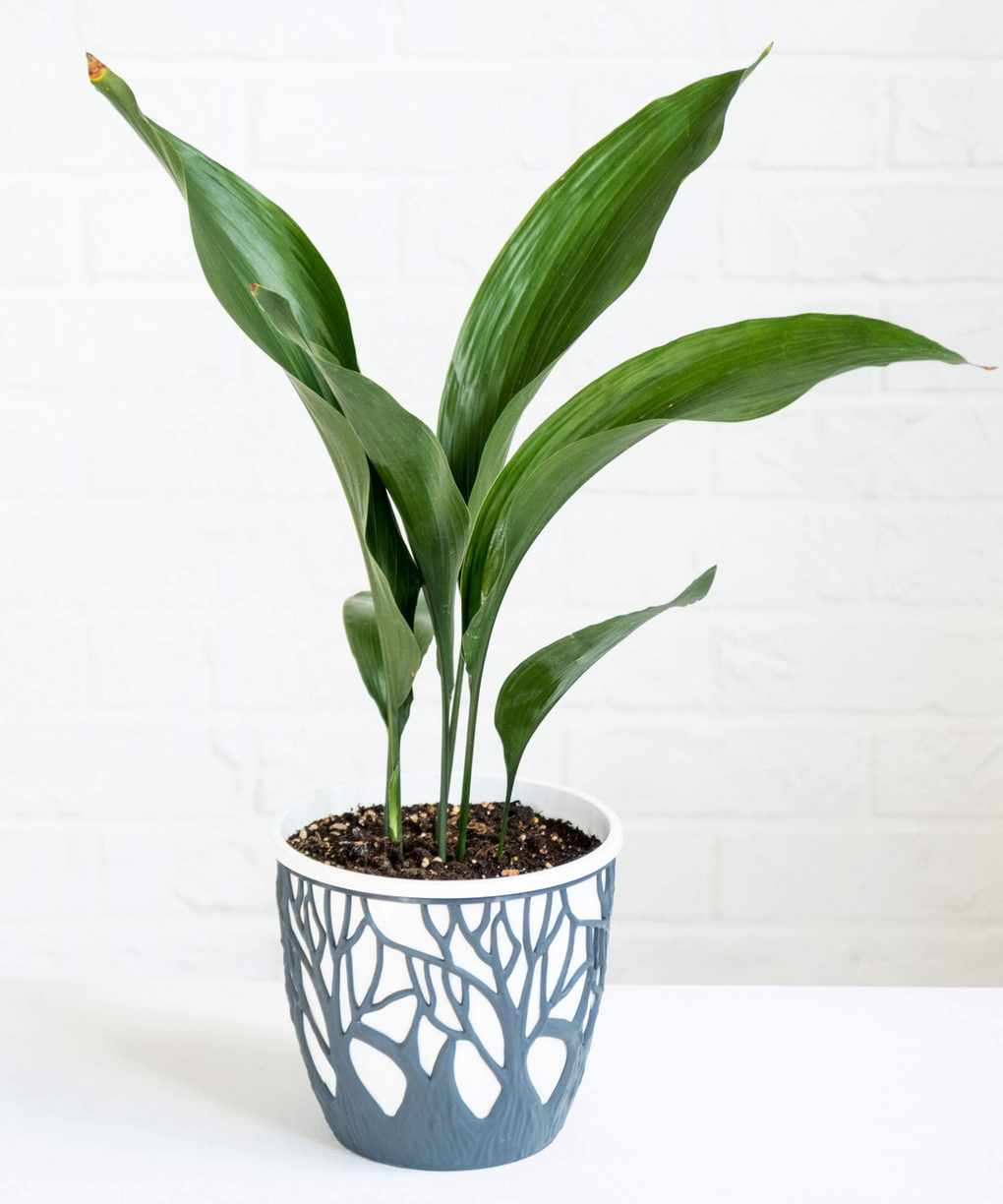 Aspidistra