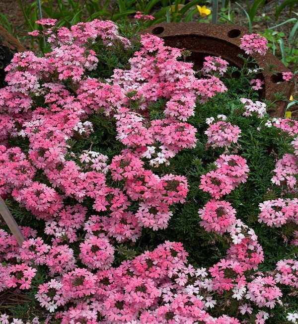 Verbena tenuisecta