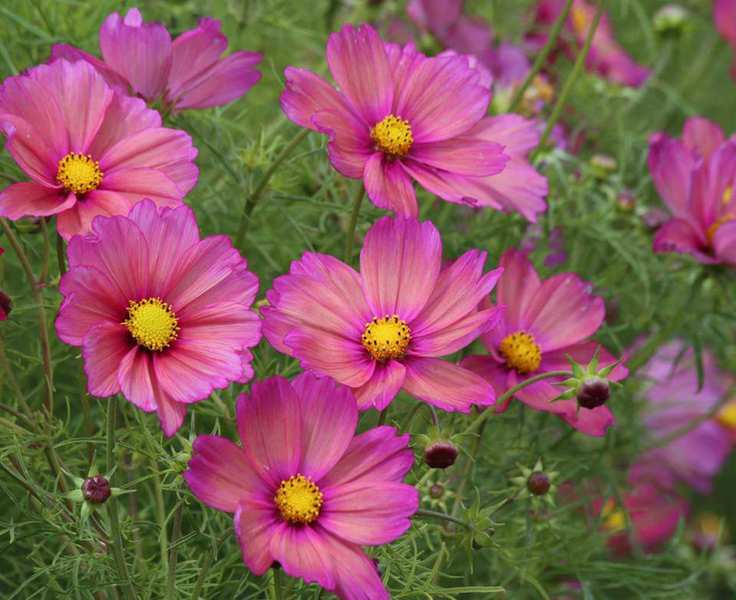 cosmos Xsenia flowers