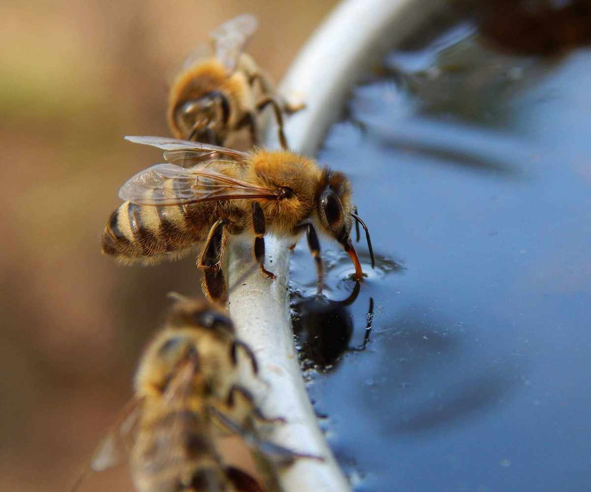 bees drinking water from a bowl