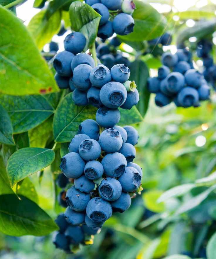 Green blueberry bush with blueberries.