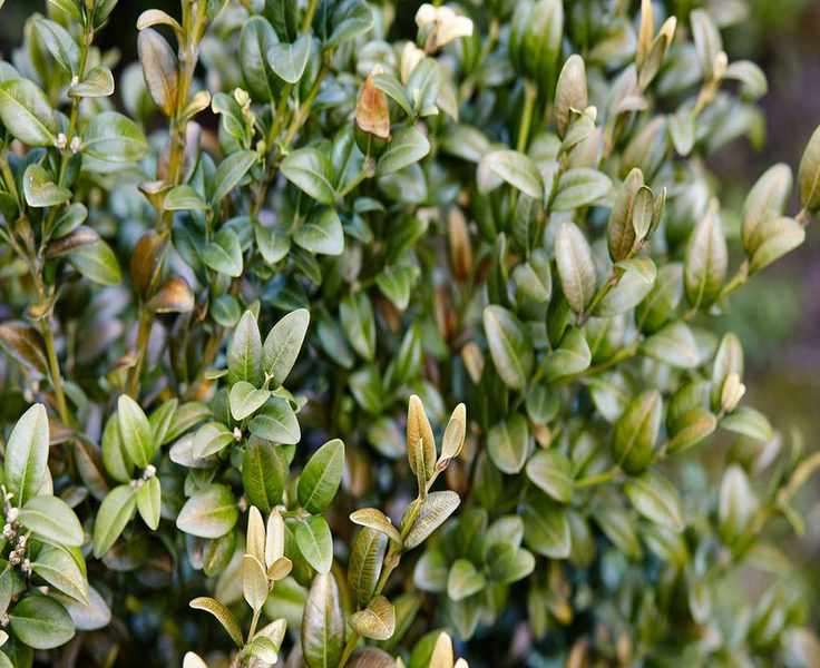 4 Common Reasons Your Boxwood Is Turning Yellow and How to Fix It