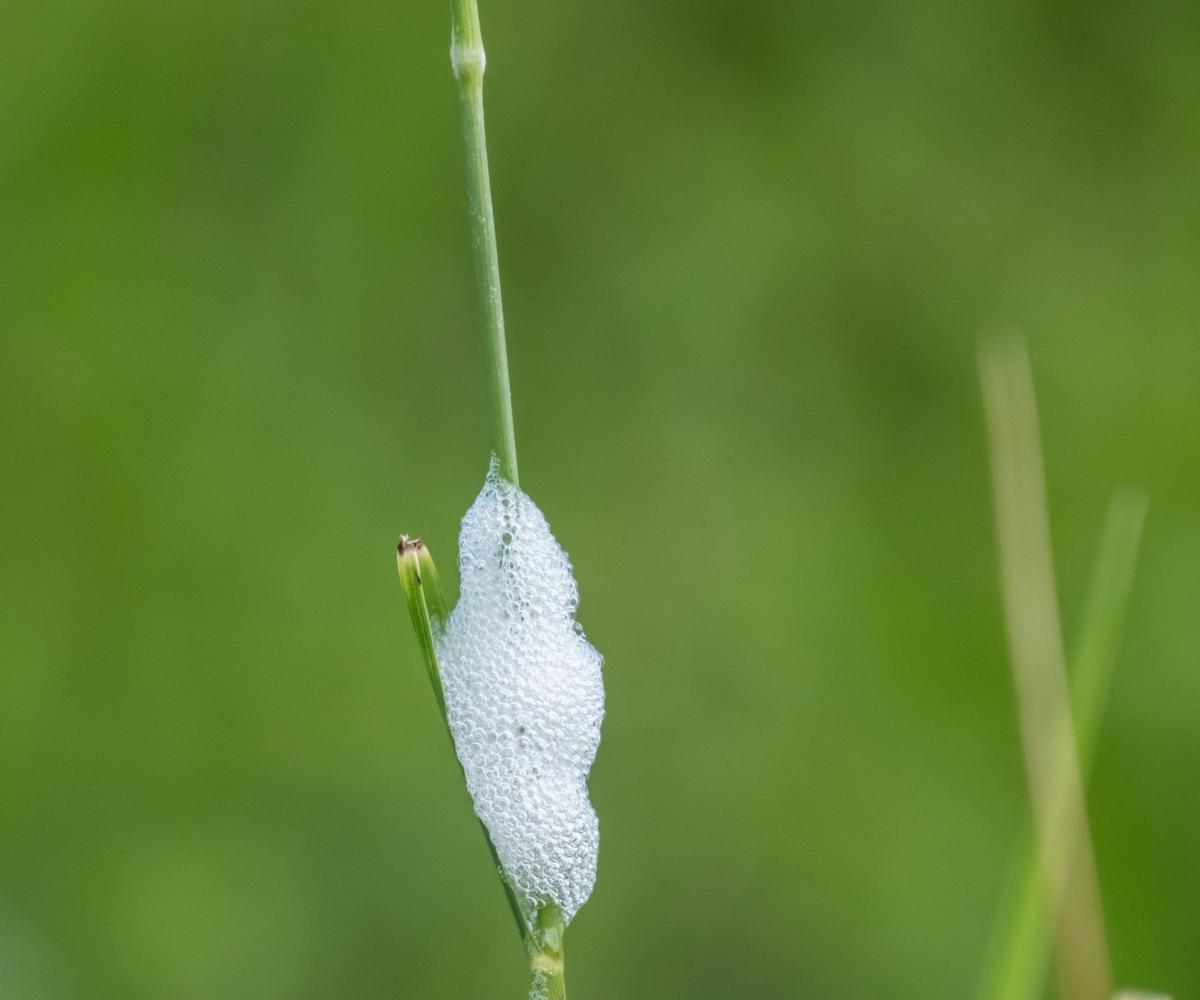 White foam from a spittlebug on a plant stem