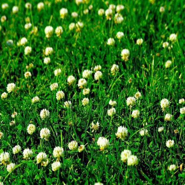 A green clover lawn with white flowers