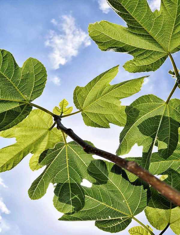 Looking up at a fig tree lit by flashlight