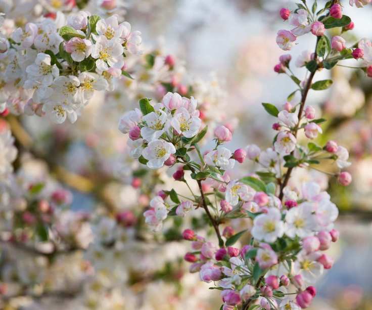 Flowering crab apple tree in bloom