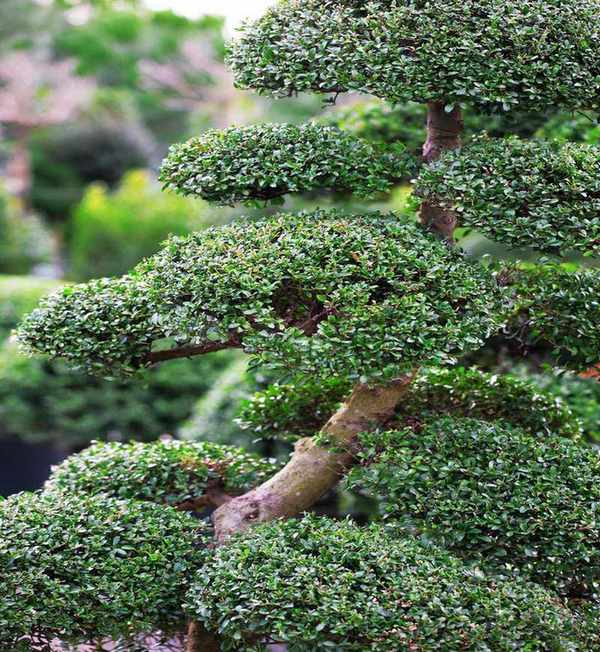 Japanese maple