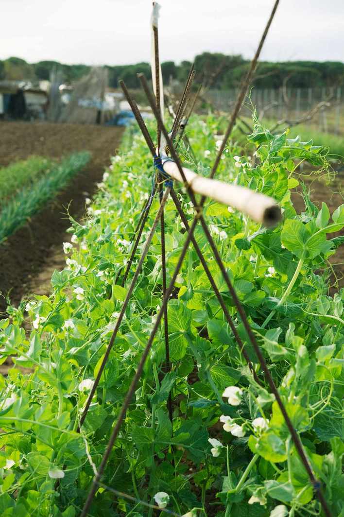 when to pick green pole beans and bush beans