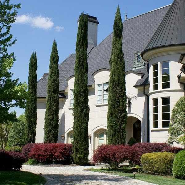 Brighter Blooms - Italian Cypress Tree, 1-2 Ft. - No Shipping to Ak, Az, Hi