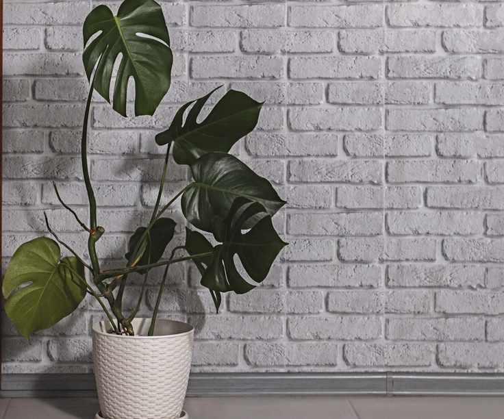 houseplant monstera (Swiss cheese plant)