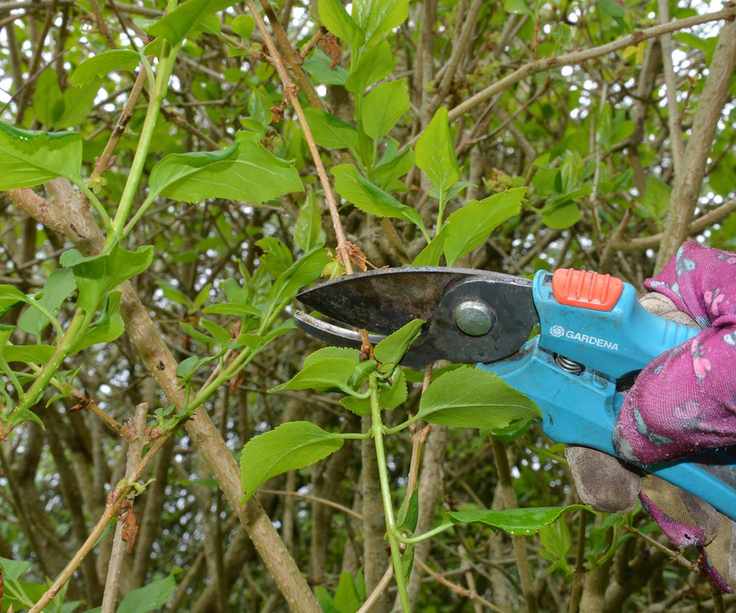 Cutting back flowered stems of forsythia by a half