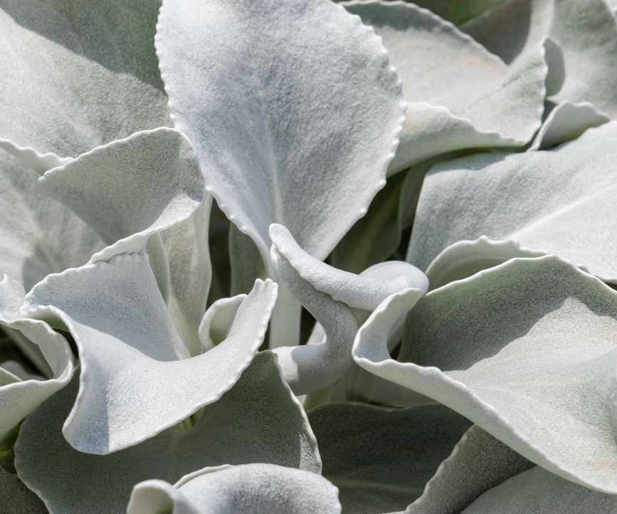 Senecio 'angel wings' with silver foliage