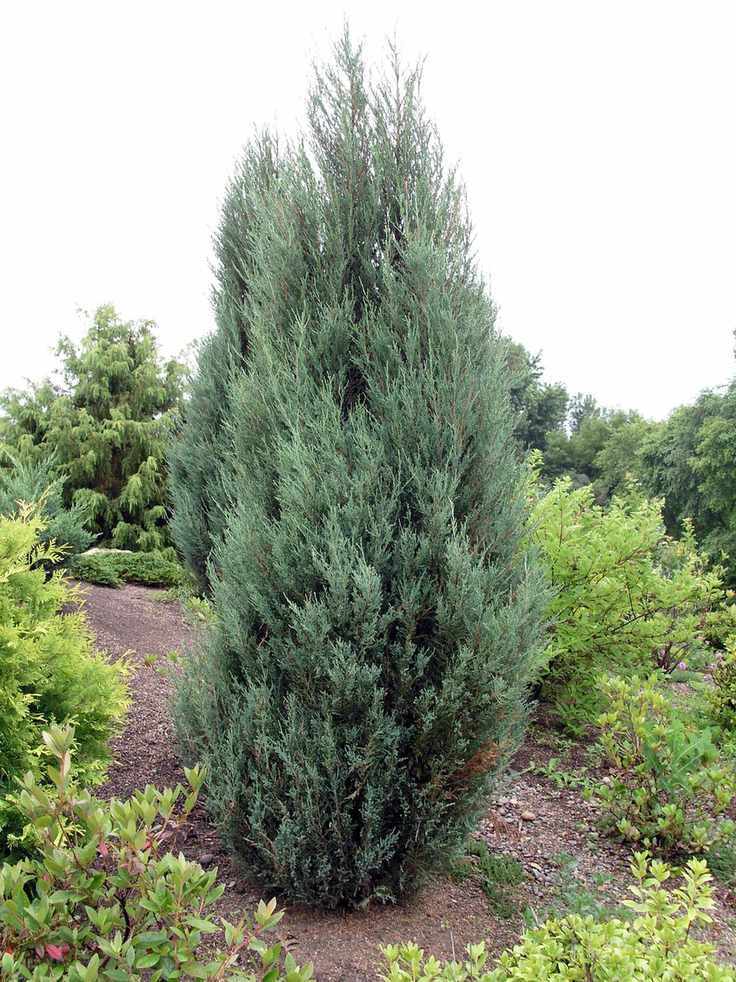Juniperus scopulorum 'Blue Arrow' privacy hedge