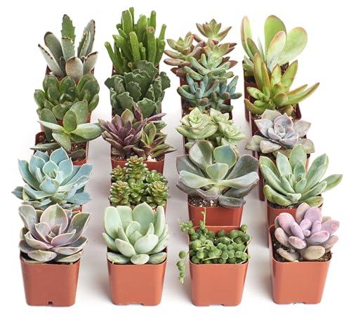 Shop Succulents Unique Succulent Plant Pack Bulk Collection - Live Mini Succulent Plants, Low Maintenance, Exceptional Colors & Textures - Wedding and Party Favors, Gift & Garden, Pack of 20