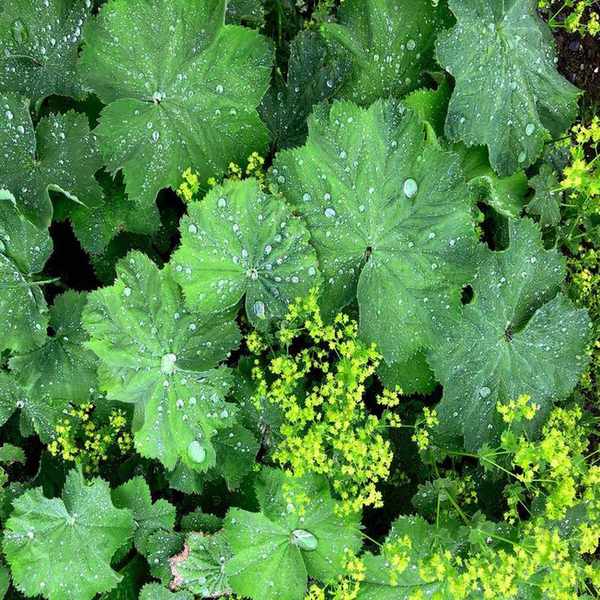 Close-up of Alchemilla leaf with water drops