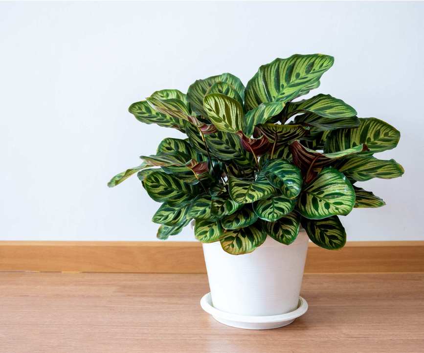 Calathea