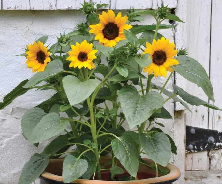 Burpee Sunflower, Sunny Bunch