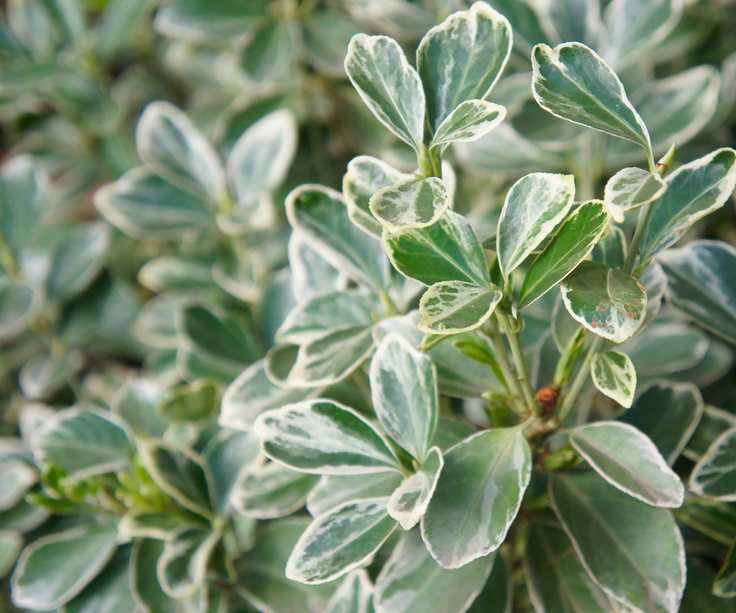 Euonymus fortunei 'Silver Queen'