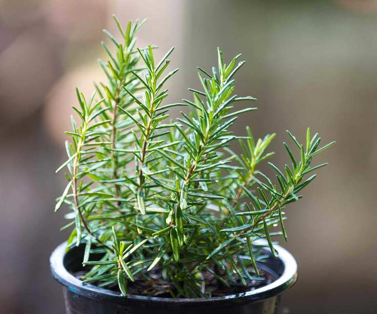 rosemary in a pot