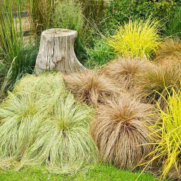 Carex Frosted Curls