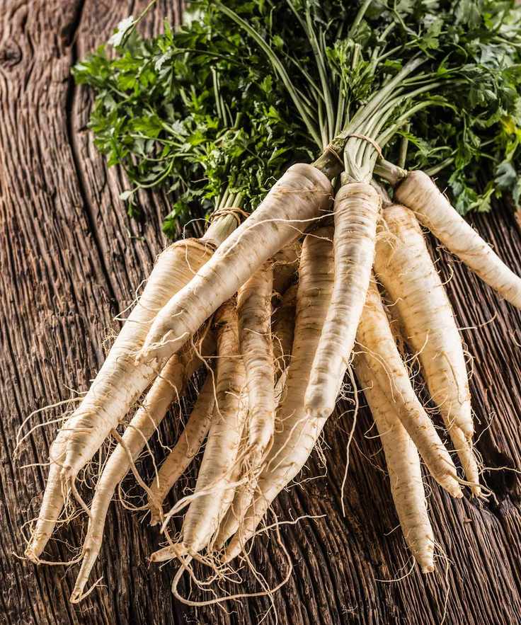 harvested parsnips in the fall from an allotment garden