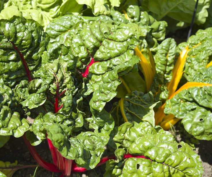 Red and yellow Swiss chard plants thriving in sunlight in a garden