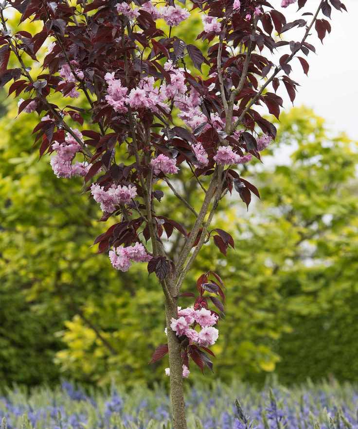 dark leaves and pink blossom on a Prunus 'Royal burgundy'