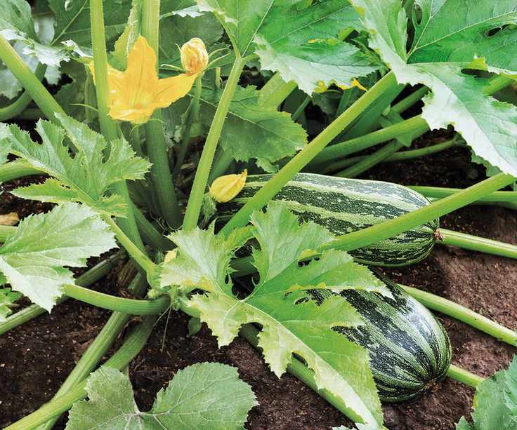 Zucchini and flower