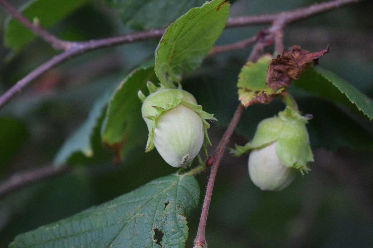 Ripening hazelnuts on hazel hedge