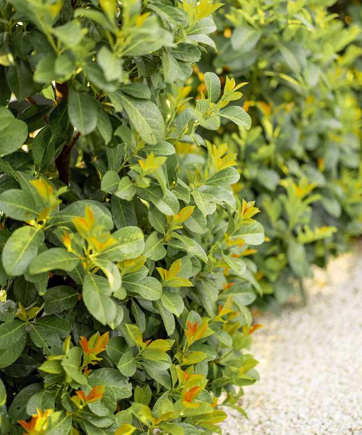 laurel hedge