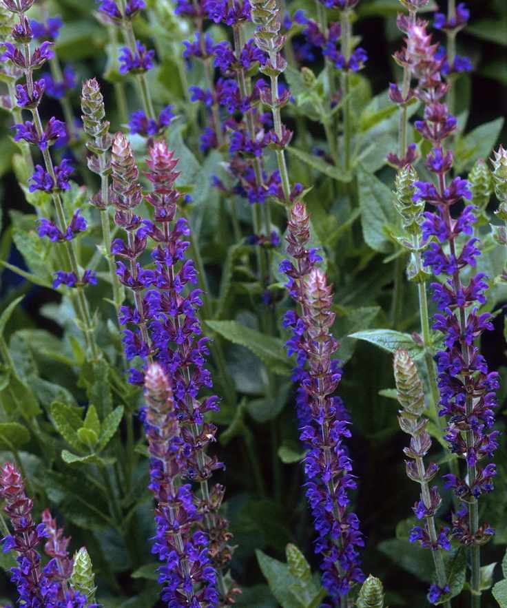 Salvia Mainacht plant