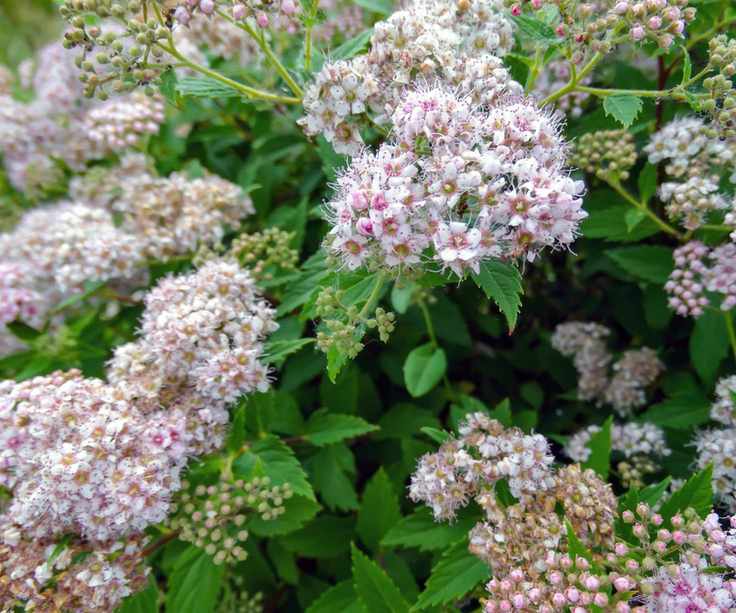 Spiraea japonica Little Princess. Pale pink flowers on green shrub