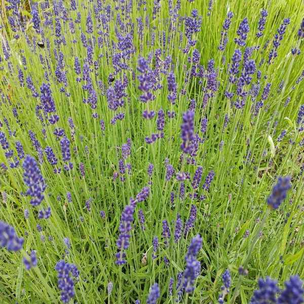 Lavender hidcote