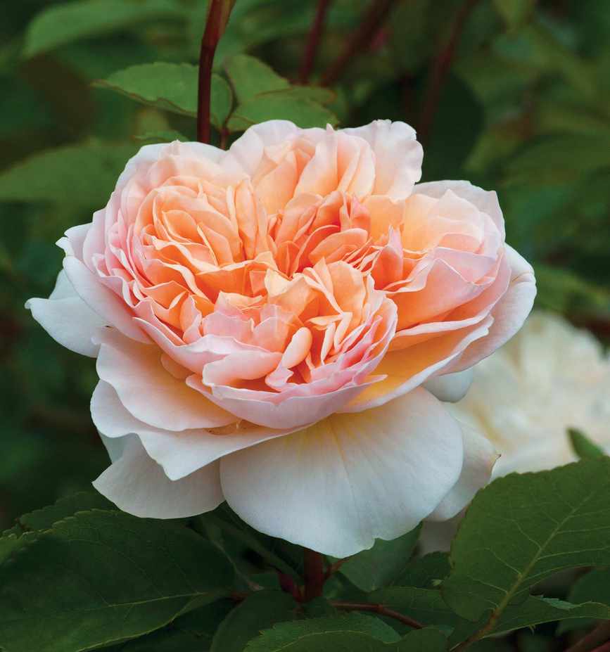 Mastering rose pruning: Evelyn rose bloom
