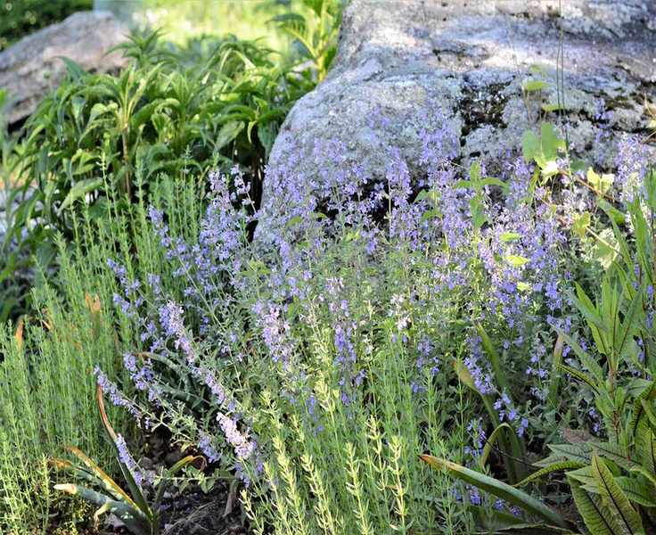 Pollinator-friendly plants in rock garden including catmint
