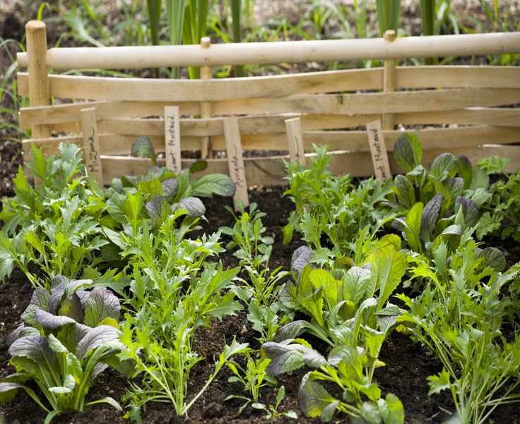 Kitchen garden with lettuce