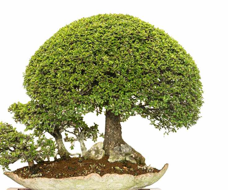 Chinese elm bonsai tree in a stone dish