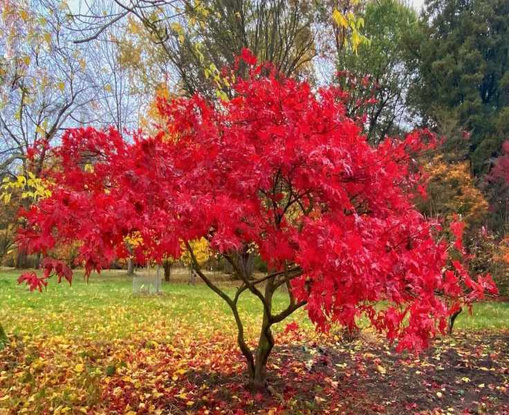 9 Common Tree Planting Mistakes and How to Avoid Them