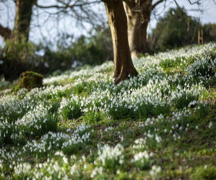 snowdrops woodland garden