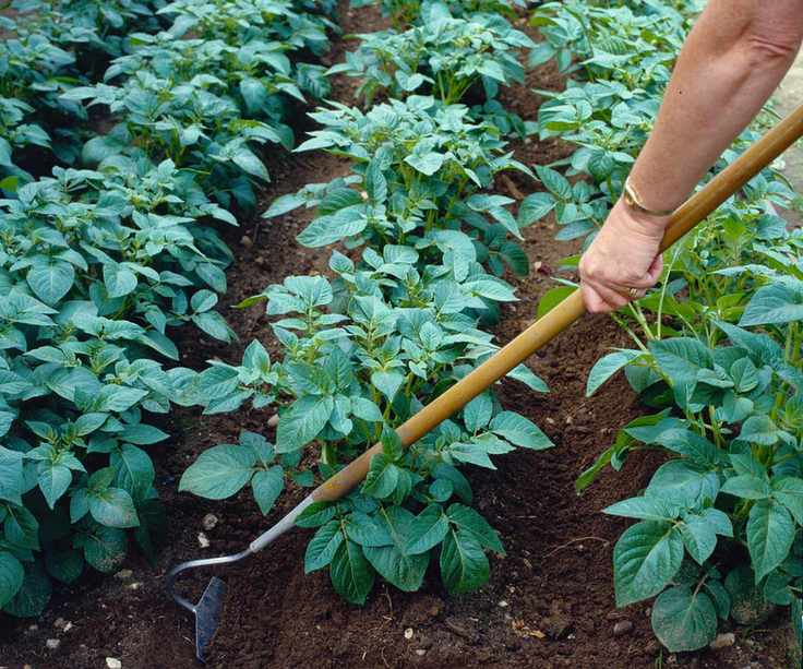 A gardener uses a hoe to drag soil around potato plants to earth them up