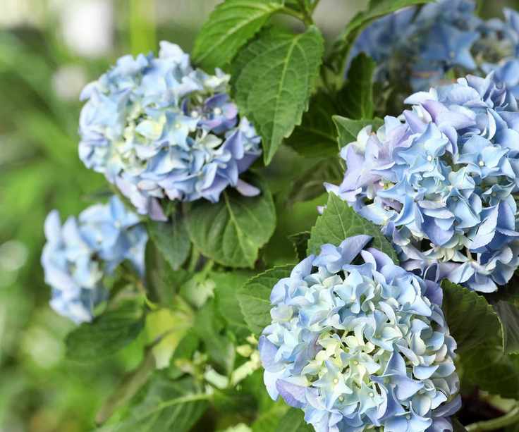 blue hydrangea flowers