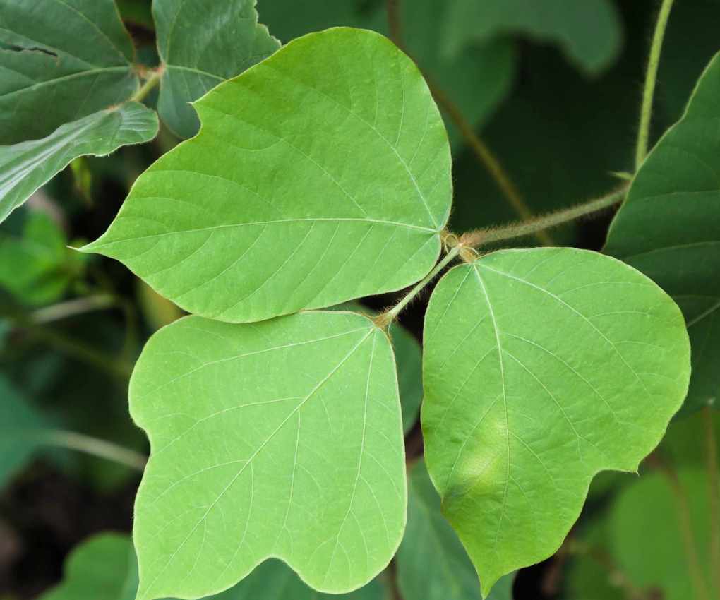 Kudzu vine leaf