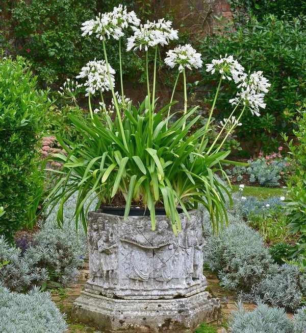 Container plant
