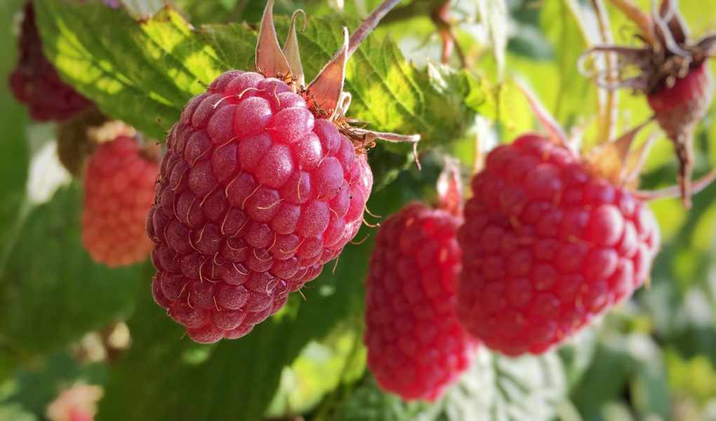Raspberry plant