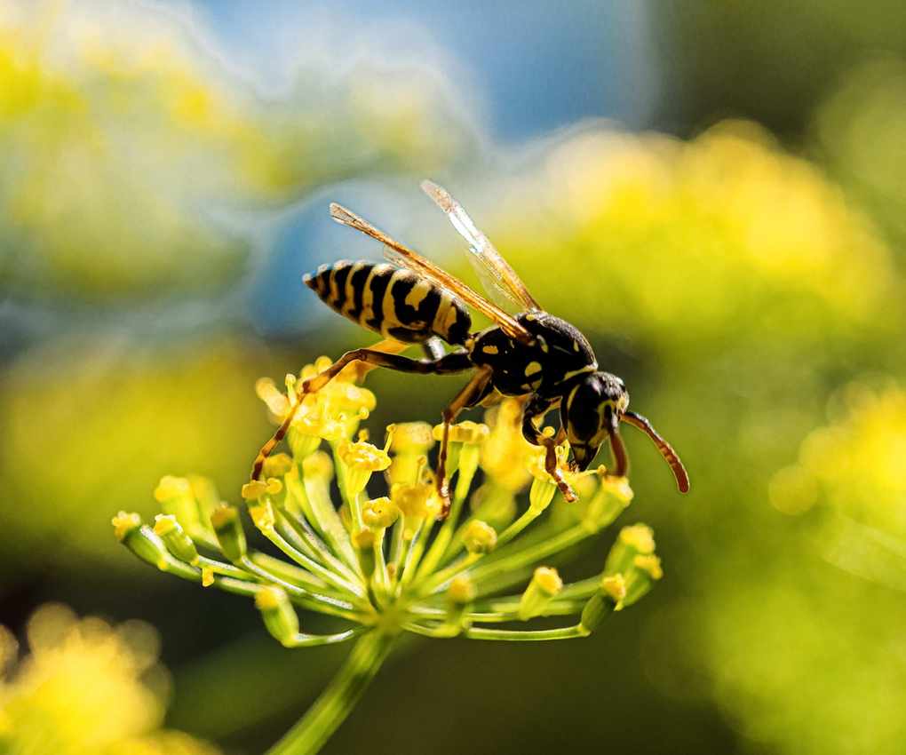 Wasp on dill