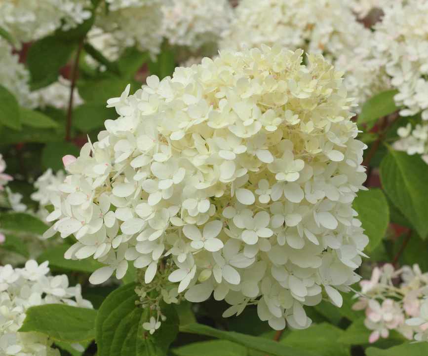 hydrangea grandiflora flowering in summer display
