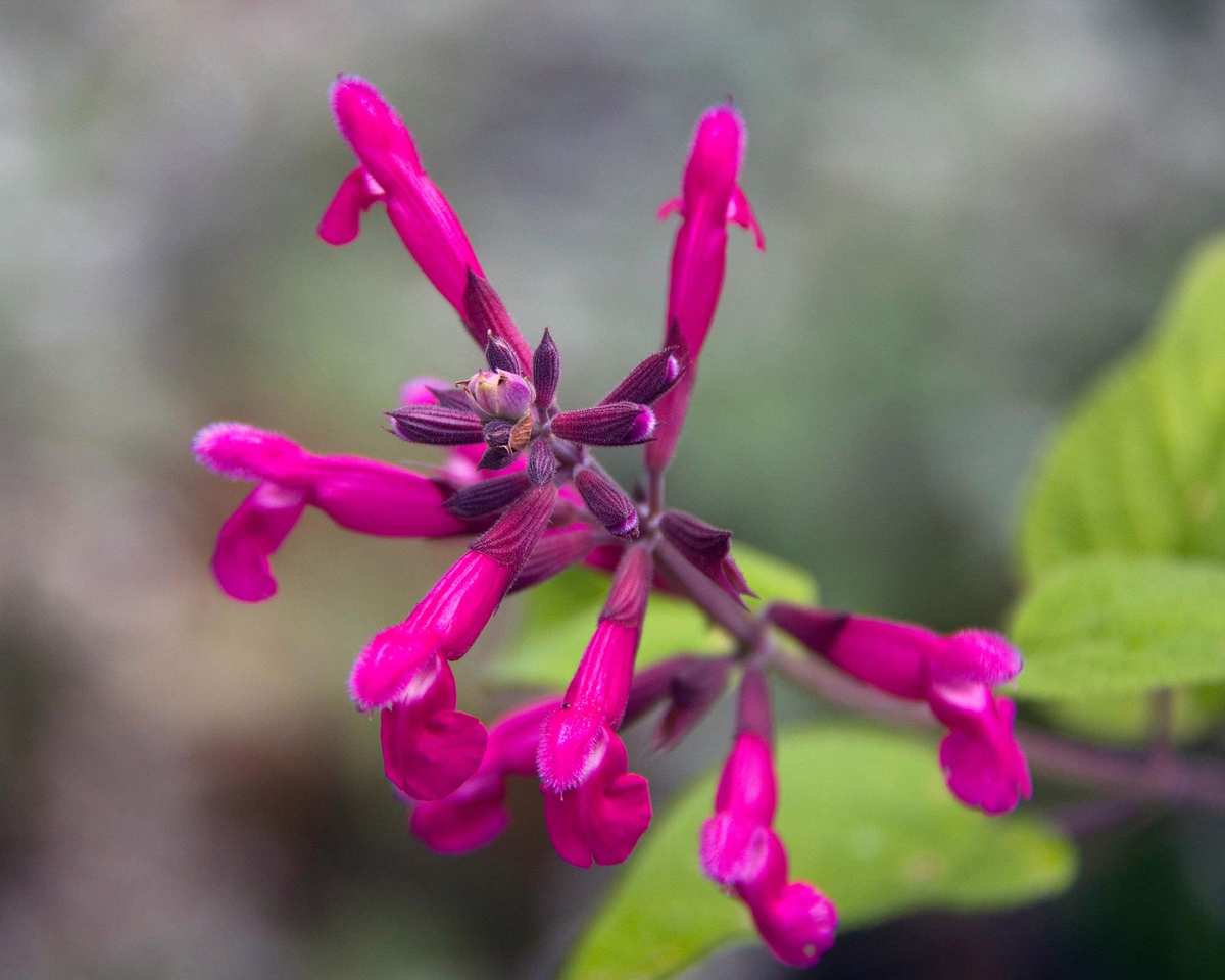 Joan salvias in bloom in summer border