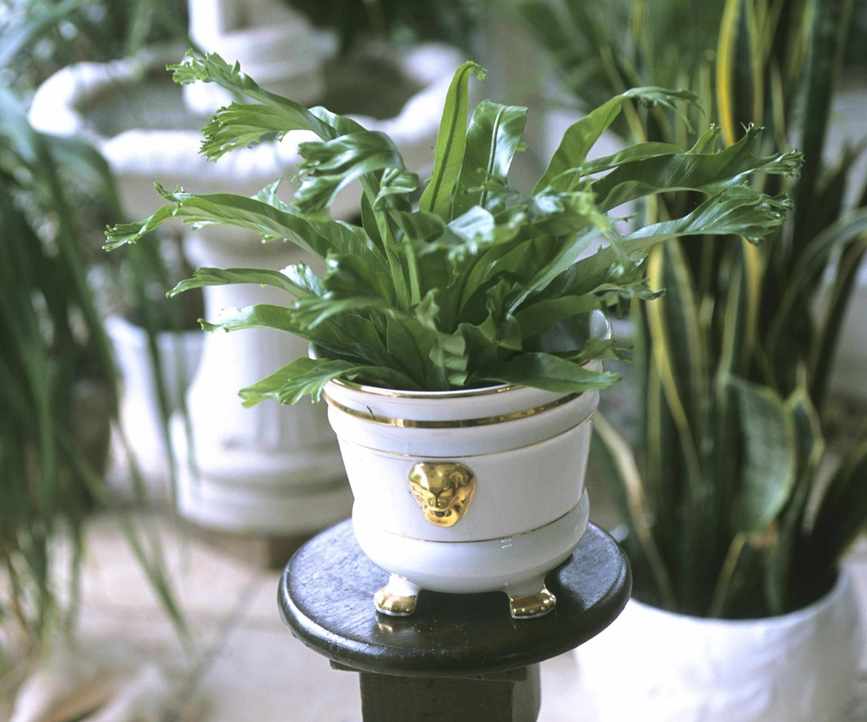 Birds nest fern